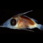afs-early-life-history-fish-larval-8